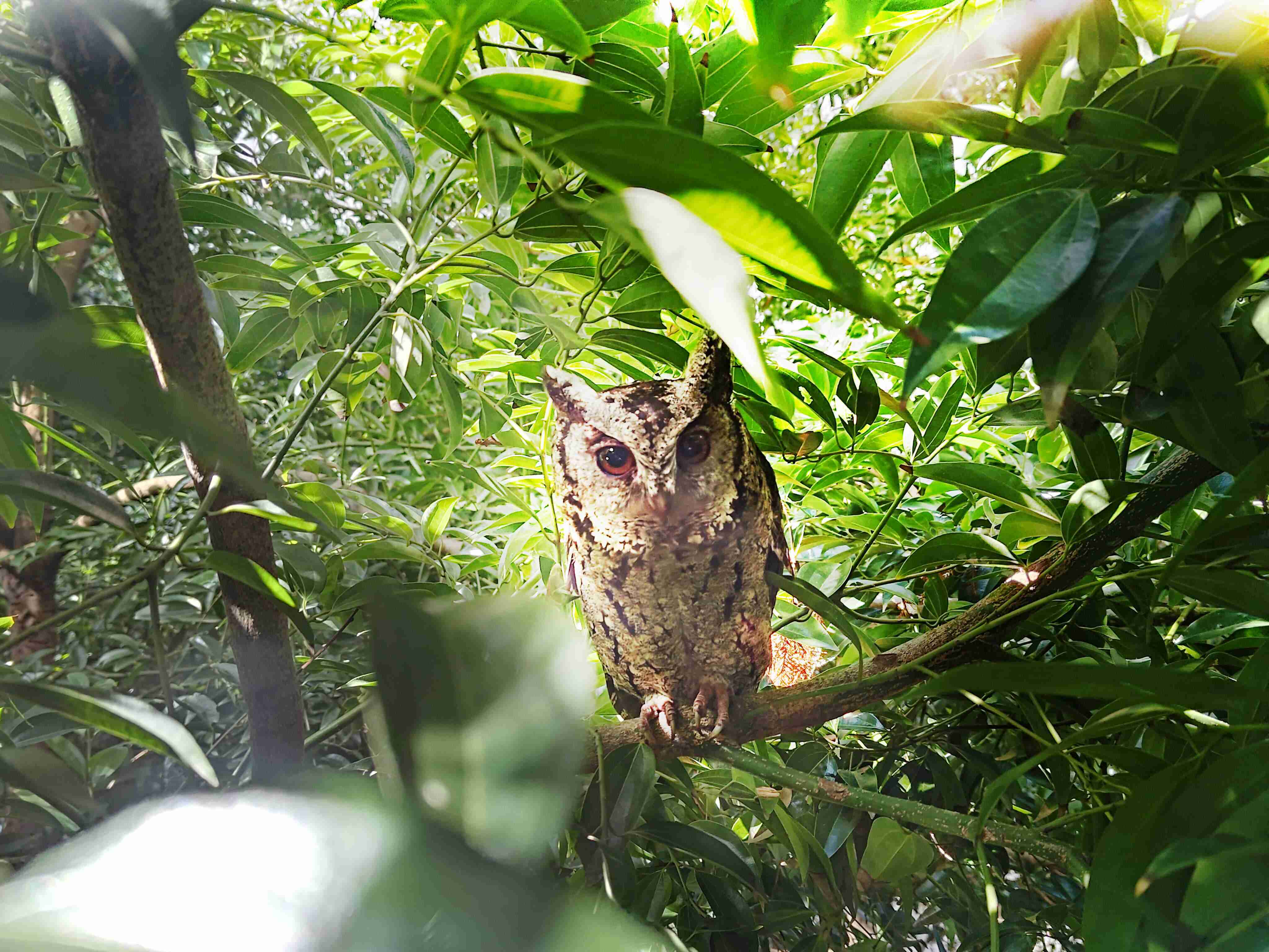 彩神vll致力提倡净零绿生活，，16年以来在全球各厂区植树逾百万棵，，造就各厂区树木蔚然成林，，，，犹如森林工厂，，，，成为许多生物的栖息地
